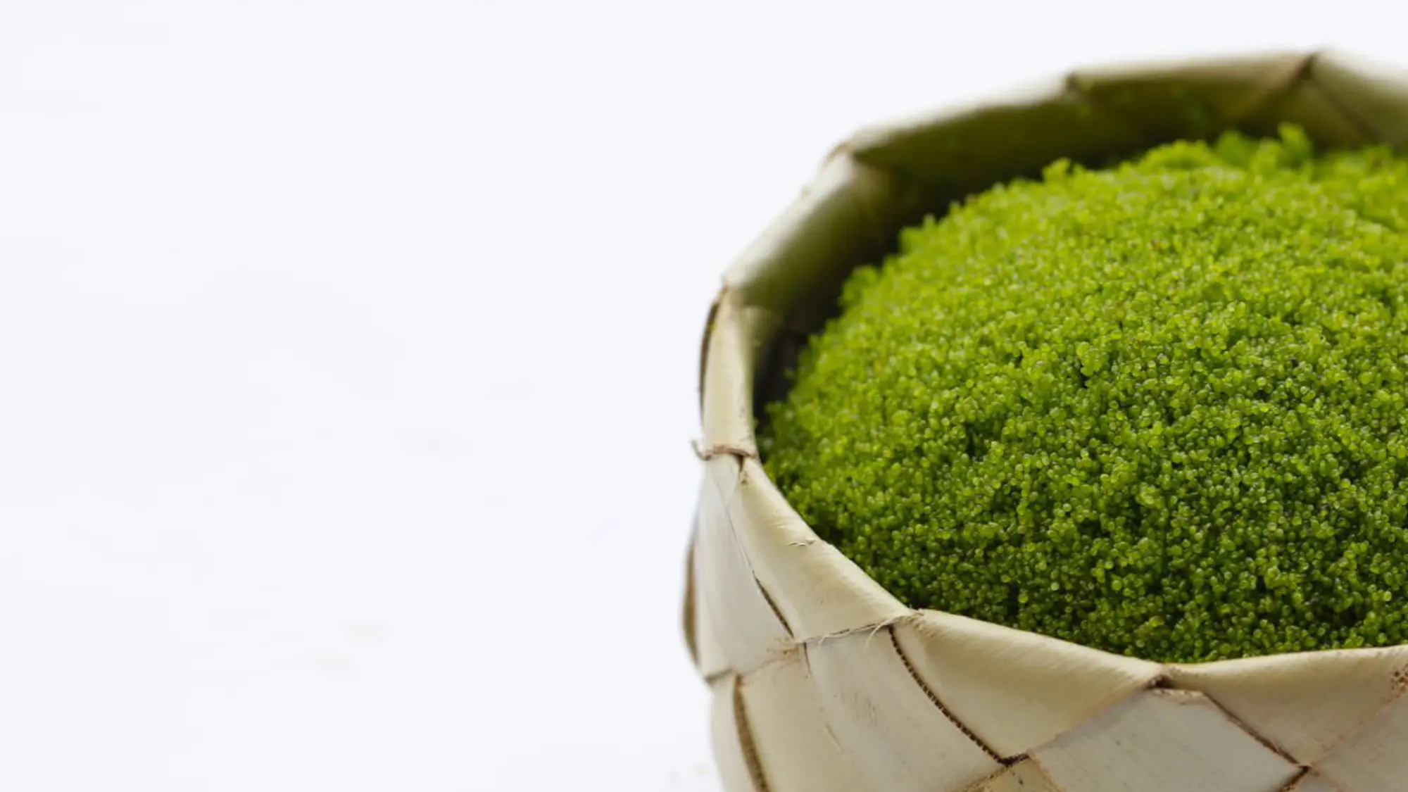 wolffiacoverimage 02_convert